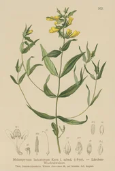 Trigo vacuno pequeño (Melampyrum laricetorum, Melampyrum carpathicum, Melampyrum sylvaticum)